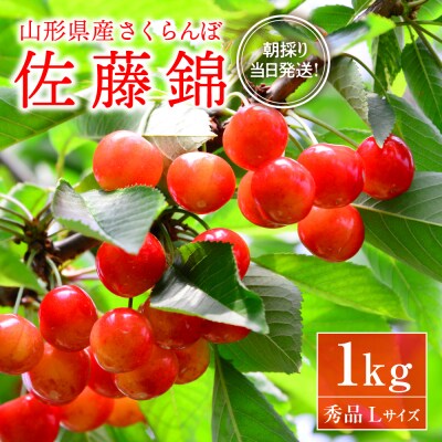 【令和8年産】朝採りさくらんぼ「佐藤錦」秀品 1kg(500g×2パック)バラ詰め