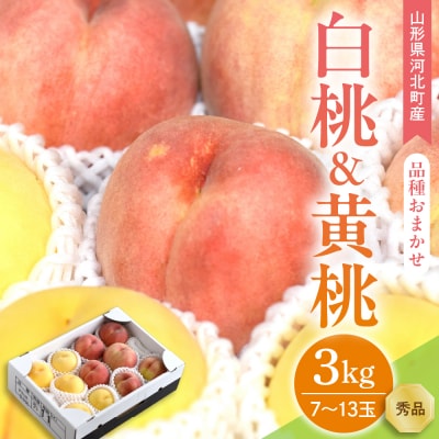 【令和8年産】白桃&黄桃 3kg(7～13玉前後) ギフト用 品種おまかせ 山形県河北町産