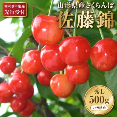 【2026年産先行予約】さくらんぼ佐藤錦 秀L 500g(500gバラ詰め×1パック)山形県河北町産