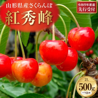 【令和9年産】 さくらんぼ「紅秀峰」 500gバラ詰め 秀以上 2Lサイズ 河北町産