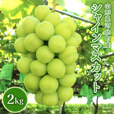 【令和8年産】山形県河北町産シャインマスカット 2kg 【かほくらし社】