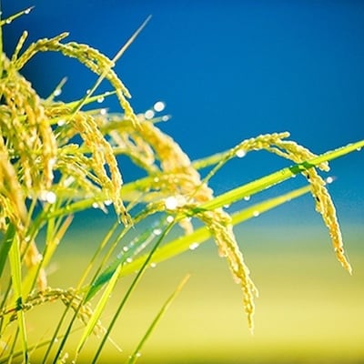 【令和7年度産】　雪ほたか5kg　【川場村産こしひかり】