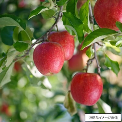 【川場村産】 すりおろしりんごジュース2本セット