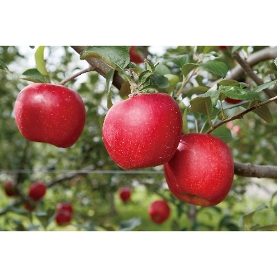 川場シードルセット(6本入)