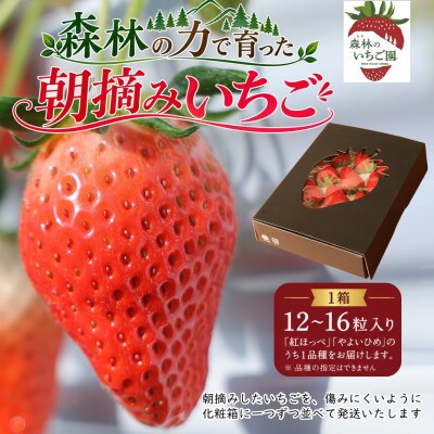 先行受付!森林の力で育った朝摘みいちご1箱　【12～16粒入り】【2027年1月中旬より発送開始】