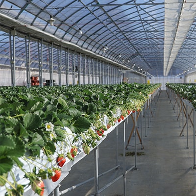 森林の力で育った朝摘みいちご1箱　【12～16粒入り】