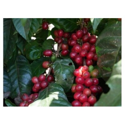 「yoshinori coffee」スペシャルティコーヒーセット【中挽き粉/プレス、ペーパー用】