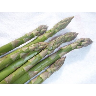 【5月下旬～6月下旬発送】旬の採れたて野菜「アスパラガス」【0065-001】