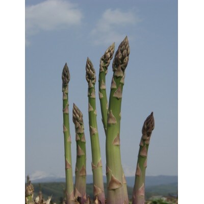 【5月下旬～6月下旬発送】旬の採れたて野菜「アスパラガス」【0065-001】