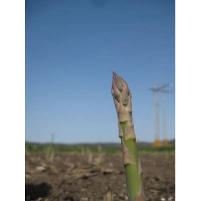 【5月下旬～6月下旬発送】旬の採れたて野菜「アスパラガス」【0065-001】