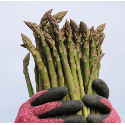 旬の採れたて野菜「アスパラガス」2Lサイズ約1kg【5月下旬～6月中旬発送予定】【0065-001】