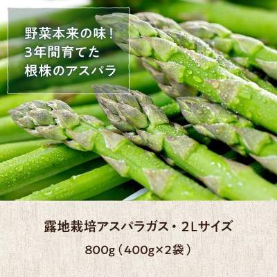 旬の採れたて野菜「アスパラガス」2Lサイズ約800g【5月下旬～6月上旬発送】【0065-001】
