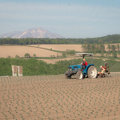 旬の採れたて野菜「ブロッコリーセット」　　　　　　　　　　　　　　　　　　　　　【0065-002】