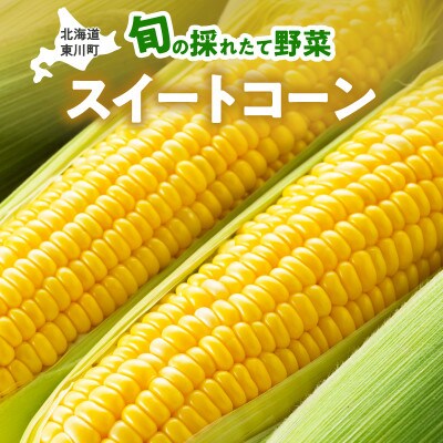 旬の採れたて野菜「スイートコーン」　　　　　　　　　　　　　　　　　　　　　　　【0065-003】