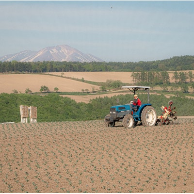 旬の採れたて野菜「カボチャセット」　　　　　　　　　　　　　　　　　　　　　　　【0065-004】