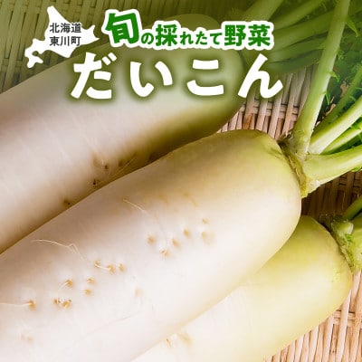 【9月下旬より順次発送】旬の採れたて野菜「だいこん」【0065-010】