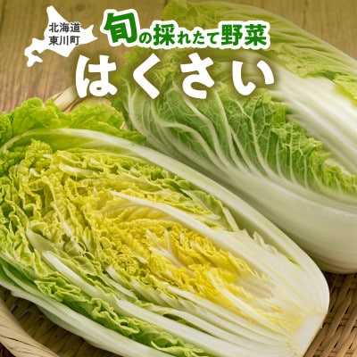 【9月下旬より順次発送】旬の採れたて野菜「はくさい」【0065-011】