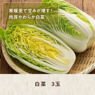 【9月下旬より順次発送】旬の採れたて野菜「はくさい」【0065-011】
