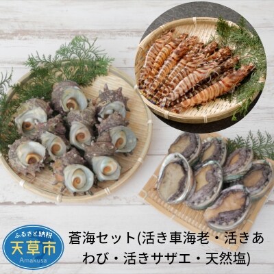 ※指定日必須※蒼海セット(活き車海老・活きあわび・活きサザエ・天然塩)〈先行受付〉_S002-004