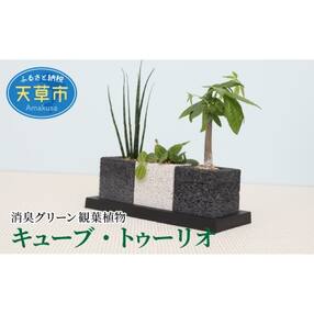 熊本県 観葉植物 苗木のお礼品 返礼品一覧 ふるさと納税サイト さとふる 熊本県 観葉植物 苗木のお礼品 返礼品一覧 ふるさと納税サイト さとふる