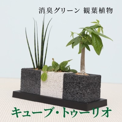 キューブ・トゥーリオ　消臭グリーン 観葉植物_S060-001A