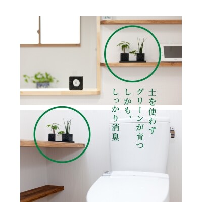 キューブ トゥーリオ 消臭グリーン 観葉植物 S060 001 お礼品詳細 ふるさと納税なら さとふる キューブ トゥーリオ 消臭グリーン 観葉植物 S060 001 お礼品詳細 ふるさと納税なら さとふる