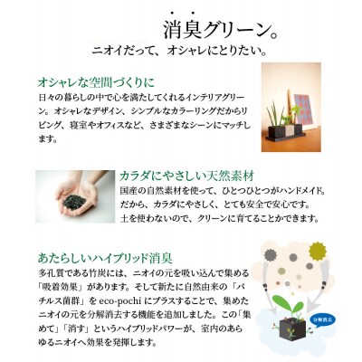キューブ・トゥーリオ　消臭グリーン 観葉植物_S060-001A