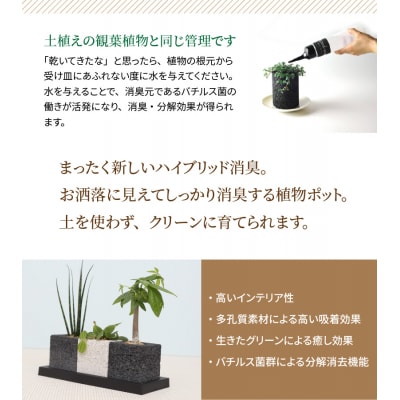 キューブ・トゥーリオ　消臭グリーン 観葉植物_S060-001A