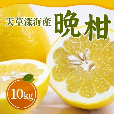 【天草深海産】晩柑 10kg_S062-001 | ふるさと納税のお礼品