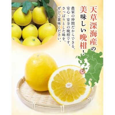 【天草深海産】晩柑 約9kg_S062-001A