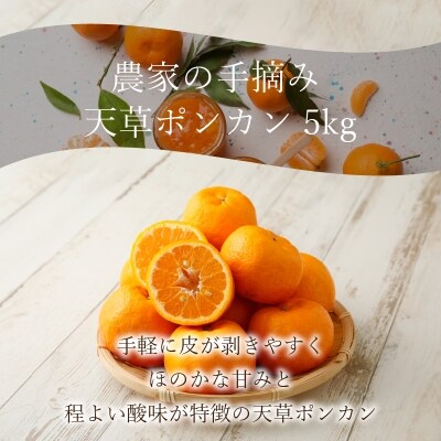 農家の手摘み天草ポンカン 5kg〈先行受付〉_S040-006A