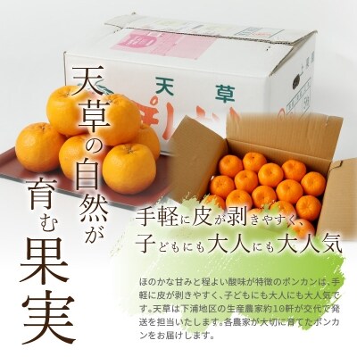 農家の手摘み天草ポンカン 5kg〈先行受付〉_S040-006A