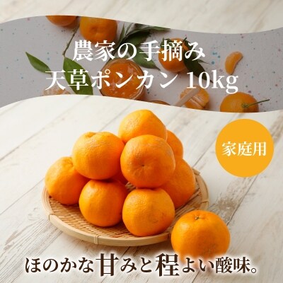 農家の手摘み天草ポンカン 10kg 家庭用〈先行受付〉_S040-008 | ふるさと納税のお礼品