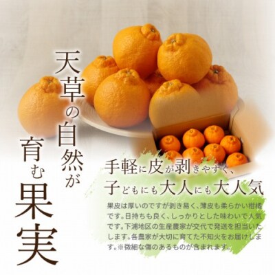 農家の手摘み不知火 約3kg〈先行受付〉_S040-010A