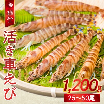 【指定日必須】【鮮度抜群】厳選・幸福堂の活き車えび(1,200g)_S005-003