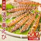 【指定日必須】【鮮度抜群】厳選・幸福堂の活き車えび(500g)_S005-001