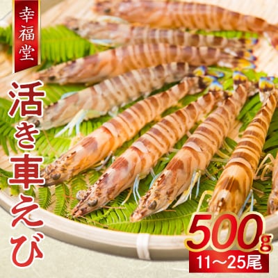 【指定日必須】【鮮度抜群】厳選・幸福堂の活き車えび(500g)_S005-001