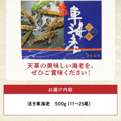 【指定日必須】【鮮度抜群】厳選・幸福堂の活き車えび(500g)_S005-001