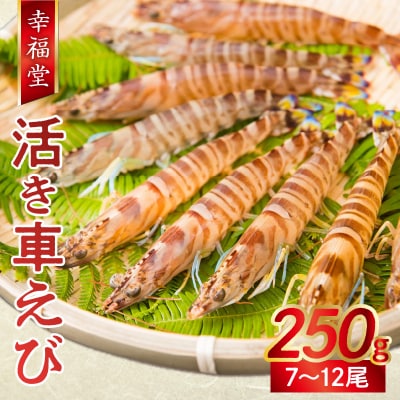 【指定日必須】【鮮度抜群】厳選・幸福堂の活き車えび(250g)_S005-004