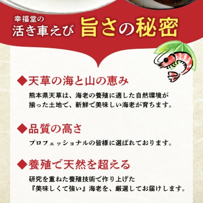 【指定日必須】【鮮度抜群】厳選・幸福堂の活き車えび(250g)_S005-004