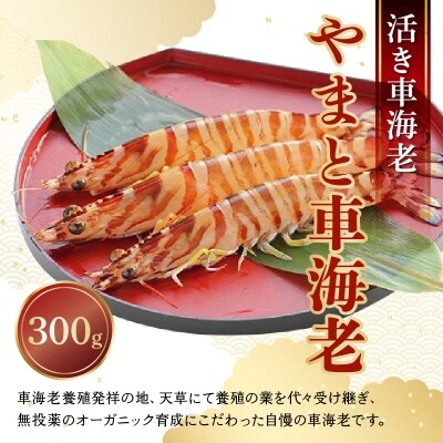牡丹海老 と 甘海老 のセット 合計1キロ 約70尾 お礼品詳細 ふるさと納税なら さとふる 牡丹海老 と 甘海老 のセット 合計1キロ 約70尾 お礼品詳細 ふるさと納税なら さとふる