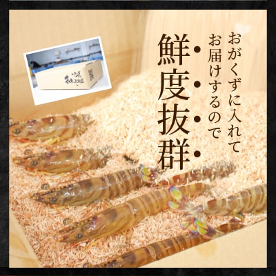 【指定日必須】活き車海老「やまと車海老」300g〈先行受付〉_S010-004