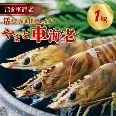 【指定日必須】活き車海老「やまと車海老」1kg〈先行受付〉_S010-008