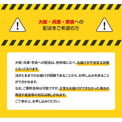 【指定日必須】活き車海老「やまと車海老」1kg〈先行受付〉_S010-008