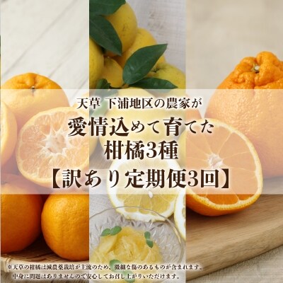 【訳あり 定期便3回】天草 下浦地区の農家が愛情込めて育てた柑橘3種〈先行受付〉_S040-014 | ふるさと納税のお礼品