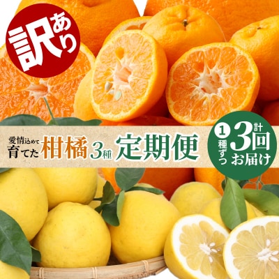 【訳あり 定期便3回】天草 下浦地区の農家が愛情込めて育てた柑橘3種〈先行受付〉_S040-014A