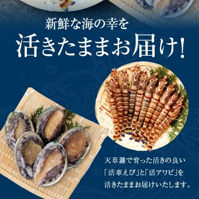 【指定日必須】活車海老とアワビ詰合せ 車海老 約10尾 アワビ 3～5枚_S002-003A