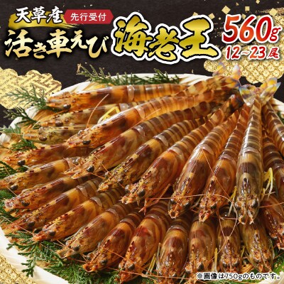 【指定日必須】【鮮度抜群】天草産・幸福堂の活き車えび『海老王』(560g)_S005-006
