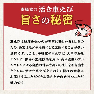 【指定日必須】【鮮度抜群】天草産・幸福堂の活き車えび『海老王』(560g)_S005-006