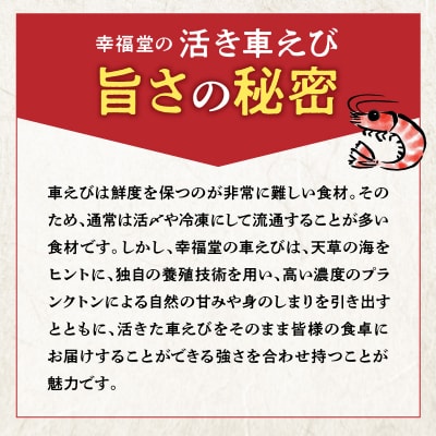 【指定日必須】【鮮度抜群】天草産・幸福堂の活き車えび『海老王』(560g)_S005-006